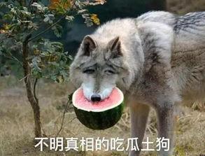 喂驴打一嘴巴子吃瓜娱乐,一场意外的网络狂欢